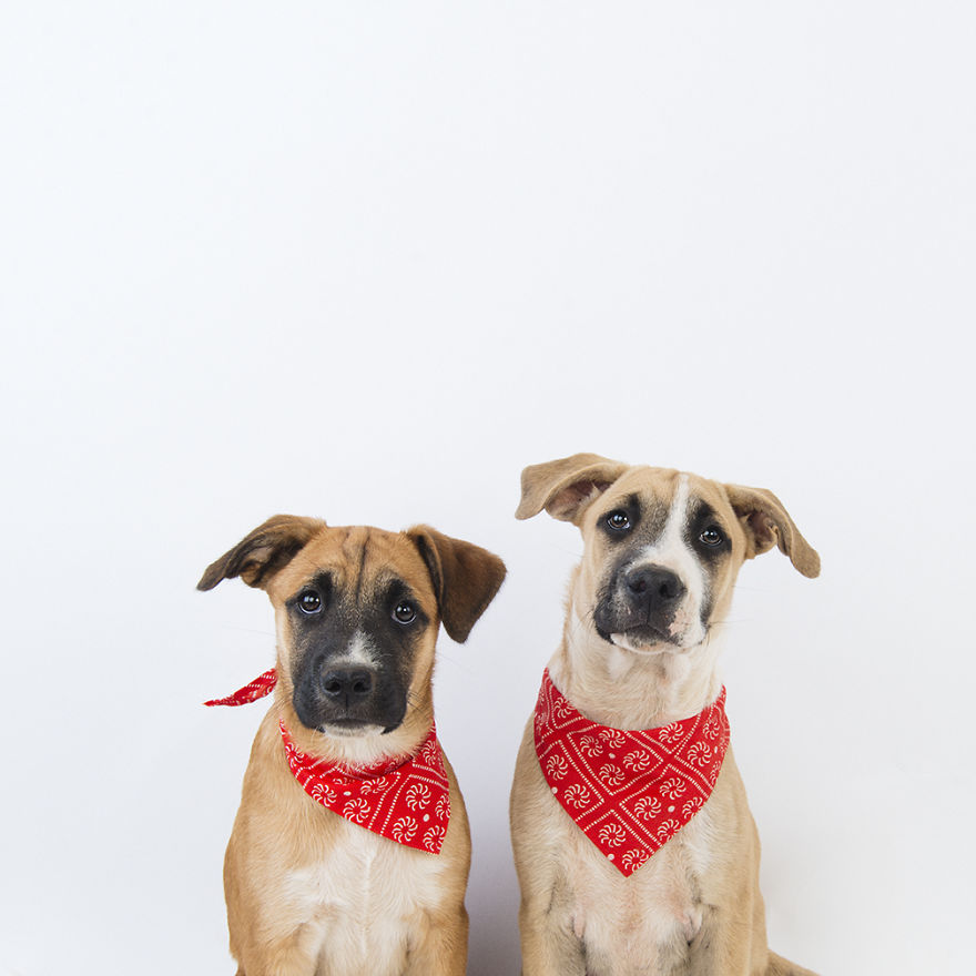 Victoria And Edward - The Twins. This Pair Of Naughties Formed Part Of A Set Of Three Puppies I Volunteered To Bottle Feed After They Were Orphaned At 3 Days Old
