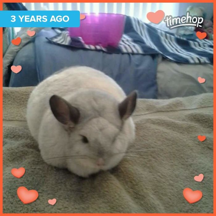 Hi Everyone!!!! My Name Is Murphy. Iam A White And Gray. Iam Very Lovable And Like To Curl Up Under My Mommy Chin. I As Like To Drive The Puppy Cut. I Am 6 Years Old And I Live In Palmyra Nj.