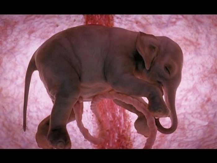 12 Unborn Animals Still In Their Mother’s Womb Are Perfectly Divine… Especially The Chihuahua