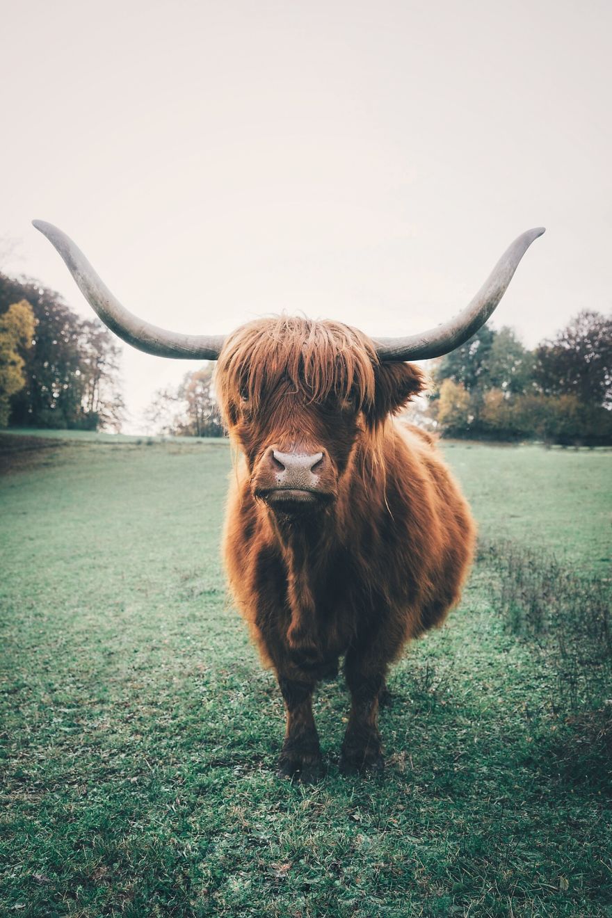 Highland Cow, Franconia, Germany