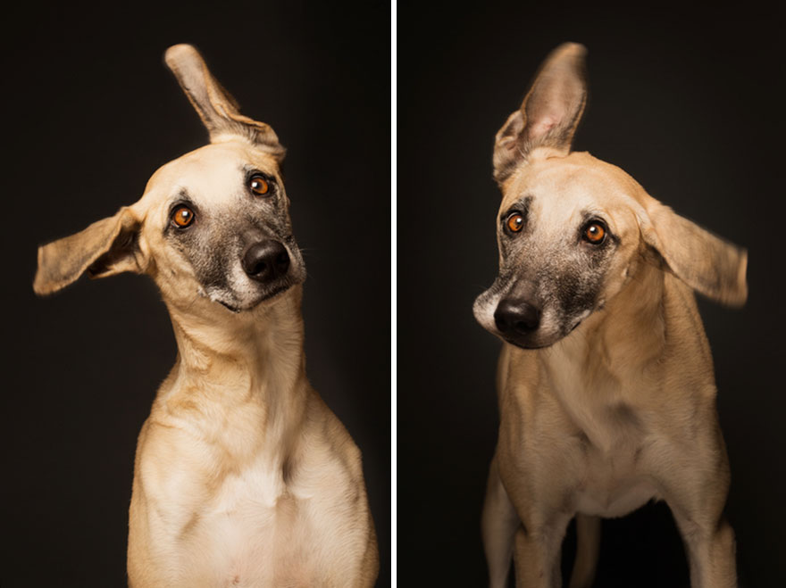 How I Turned My Camera-Shy Rescue Dog Into A Confident Photo Model How I Turned My Camera-Shy Rescue Dog Into A Confident Photo Model