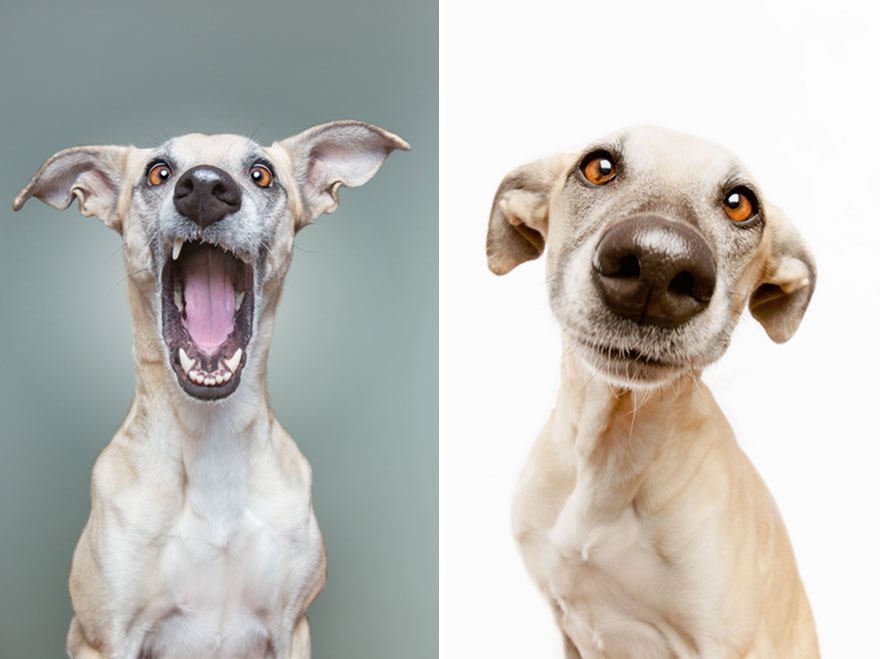 How I Turned My Camera-Shy Rescue Dog Into A Confident Photo Model