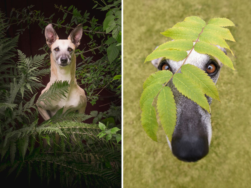 How I Turned My Camera-Shy Rescue Dog Into A Confident Photo Model How I Turned My Camera-Shy Rescue Dog Into A Confident Photo Model