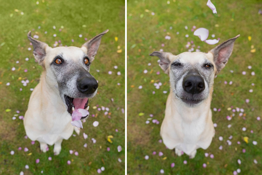 How I Turned My Camera-Shy Rescue Dog Into A Confident Photo Model How I Turned My Camera-Shy Rescue Dog Into A Confident Photo Model