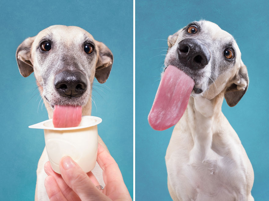 How I Turned My Camera-Shy Rescue Dog Into A Confident Photo Model