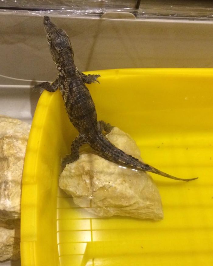 I Bought The Perfect Pet For My Husband! I Bought The Perfect Pet For My Husband!