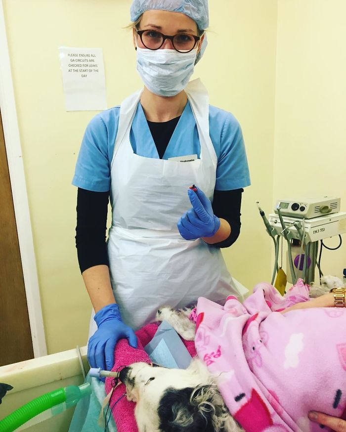 I Help All Creatures Great And Small