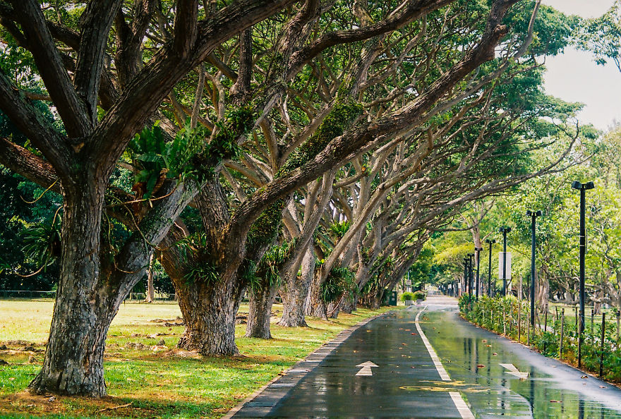 I Use 35mm Film Camera To Capture Singapore's Magical Beauty