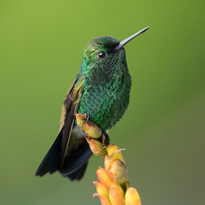 I Visited The Caribbean To Shoot Hummingbirds