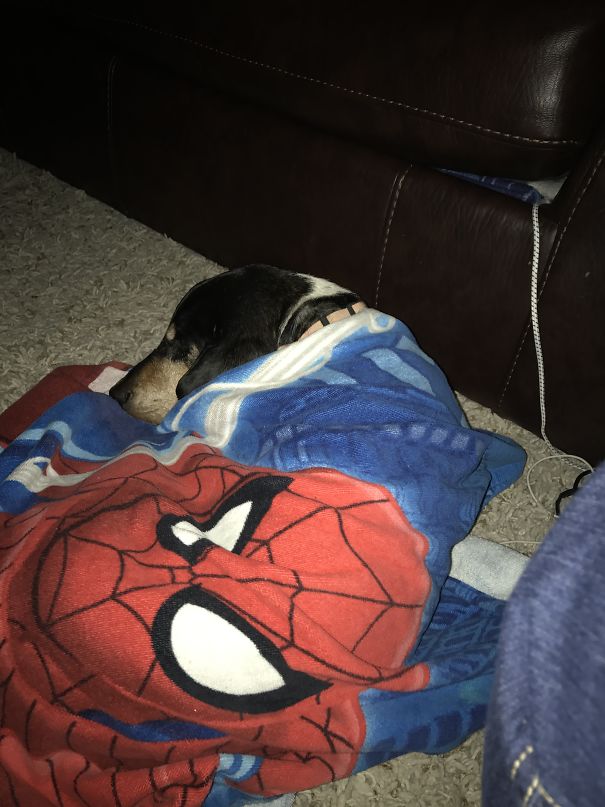 My Husband Said We Are Not Letting The Dog In The House. Whatever You Say Dear!