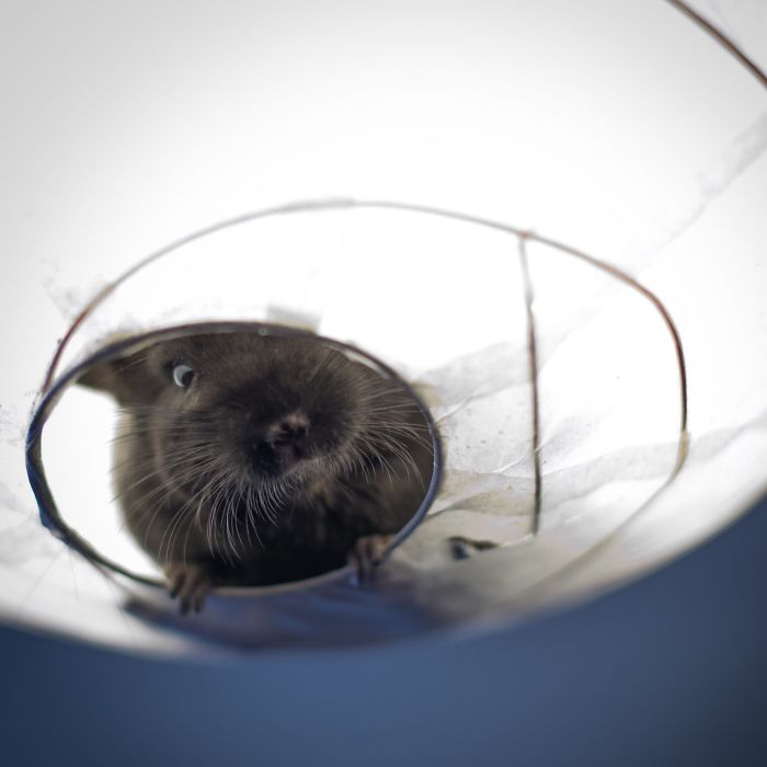 Our 4 Months Old Kiwi In Ikea Lamp
