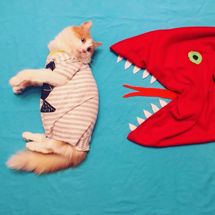 Stories About The Adventures Of A Cat