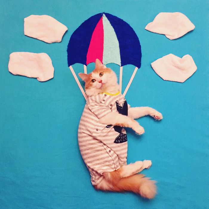 Stories About The Adventures Of A Cat