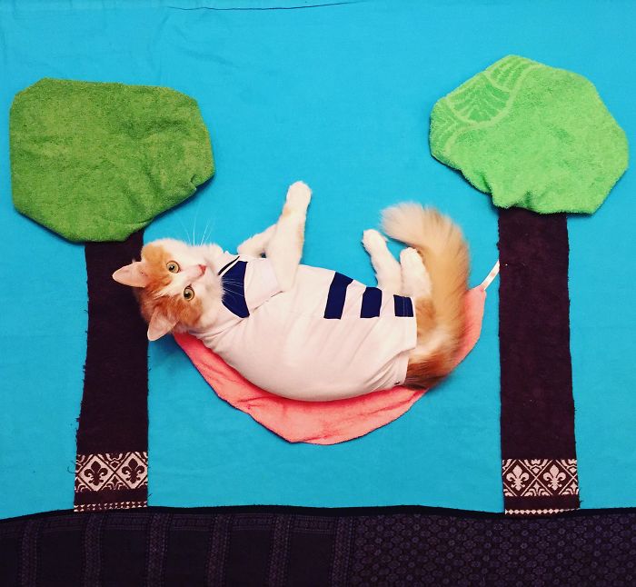 Stories About The Adventures Of A Cat