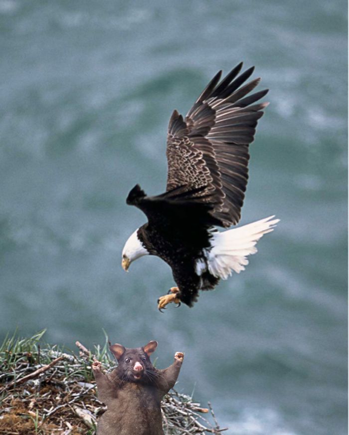 Run Possum Run!!!!!!