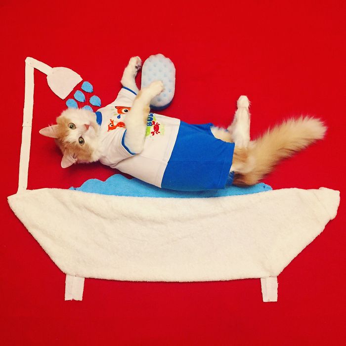 Stories About The Adventures Of A Cat