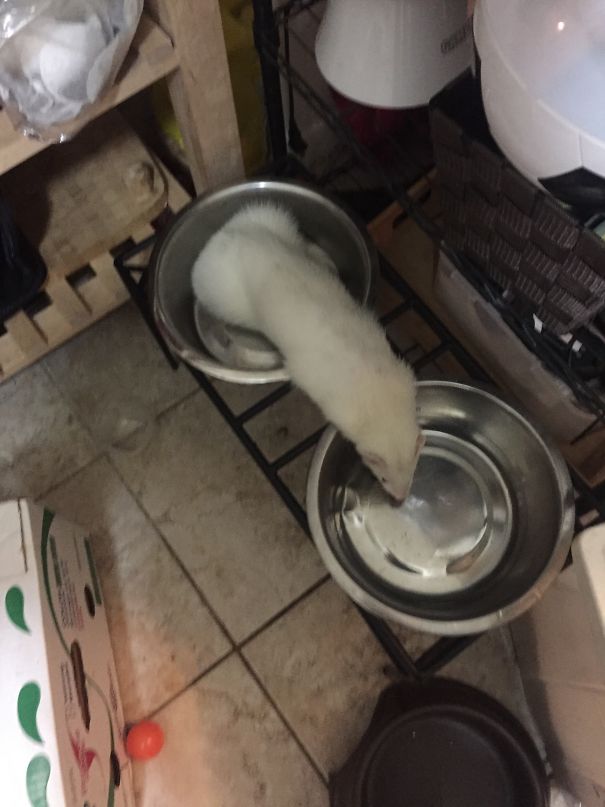 My Ferret Makes Me Feel Very Uncomfortable