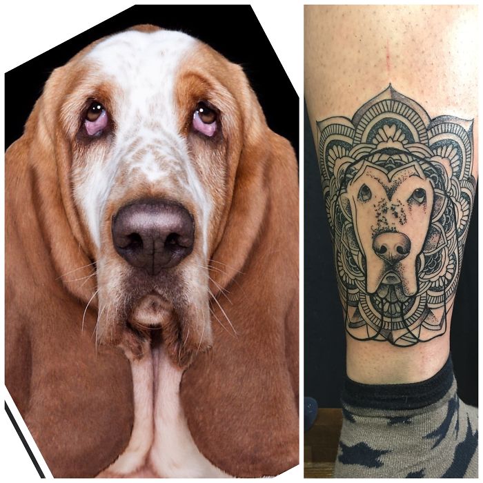 Close-up of a Basset Hound dog and a detailed tattoo of its face on a person's leg, showcasing dog tattoo ideas.