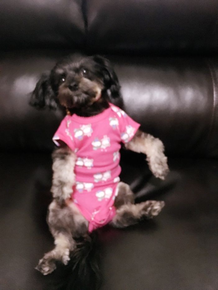 Cute dog in pink outfit sitting comfortably on a sofa, perfect inspiration for unique dog tattoo ideas.