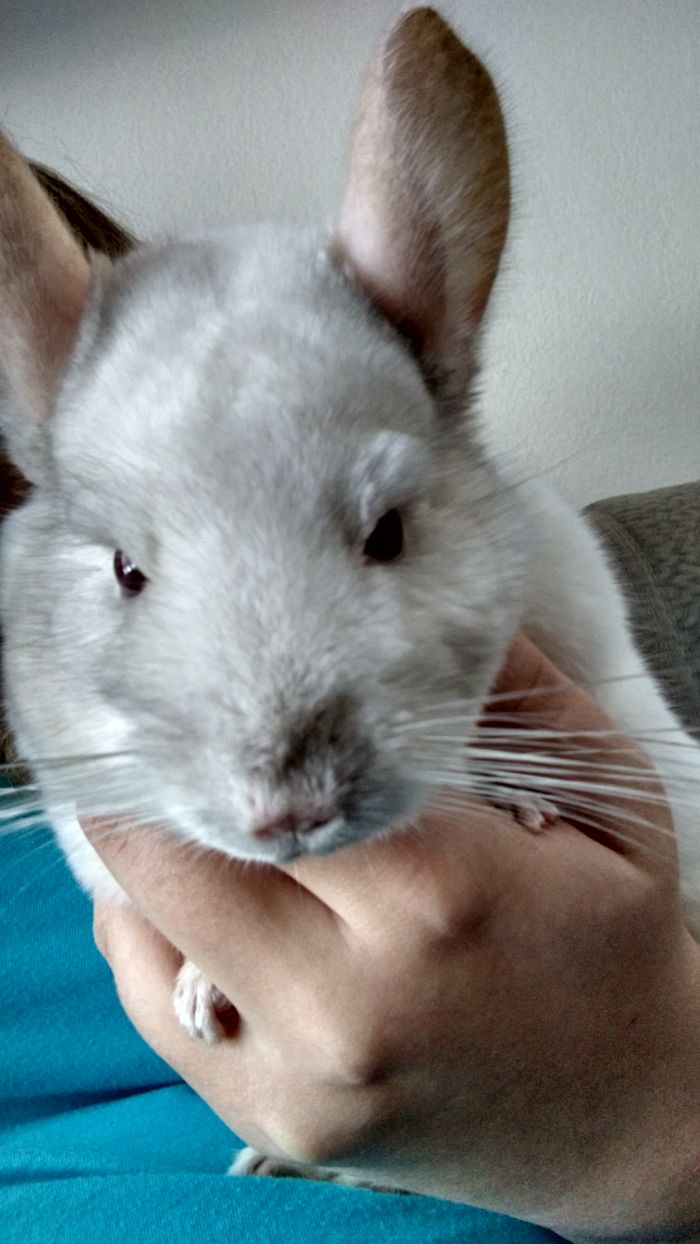 Hi, My Name Is Whiskey