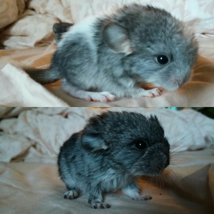 I Have Chinchillas Too😊 Shushi (up), Oreo (low)