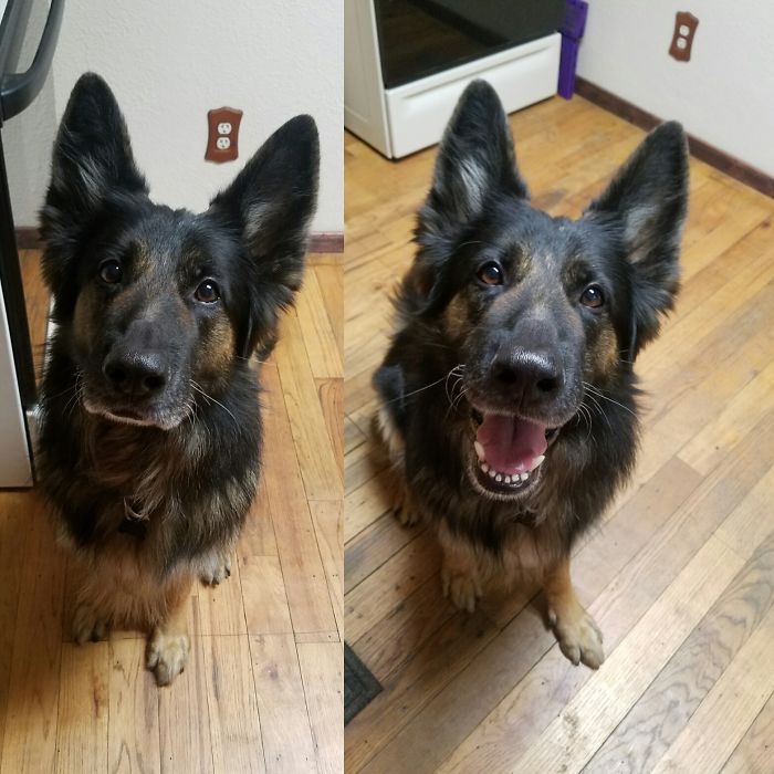 Before And After "good Boy"