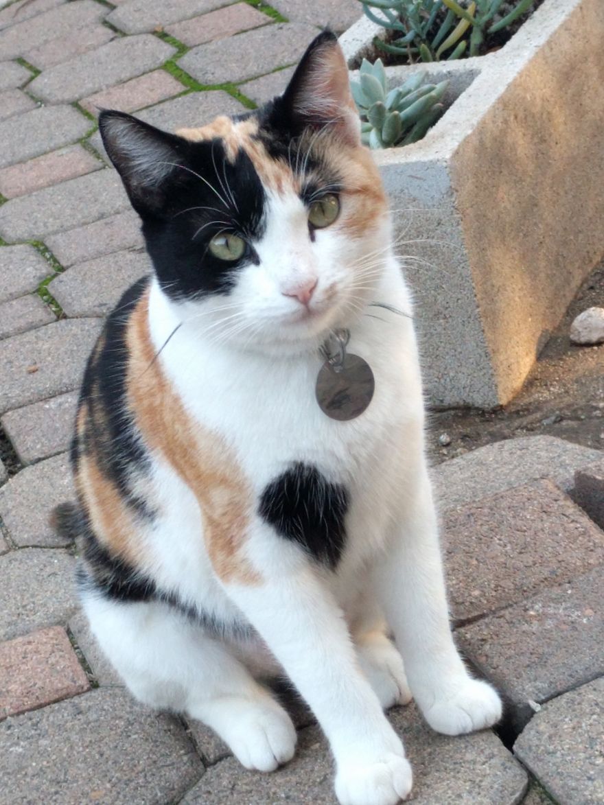 My Kitty!!!!!!! My Kitty!!!!!!!