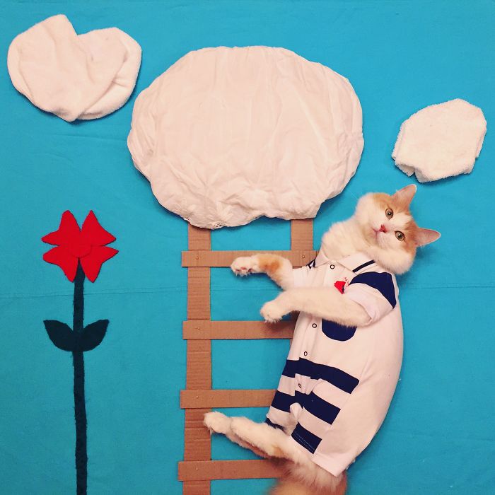 Stories About The Adventures Of A Cat