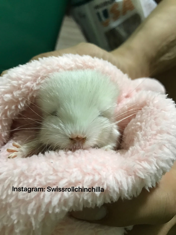 Anyone Wants A Strawberry Vanilla Swissroll?