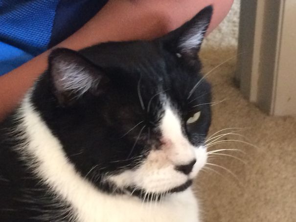 Close-up of an angry black and white cat showing a fierce expression, one of the angriest animals you wouldn't want to meet.