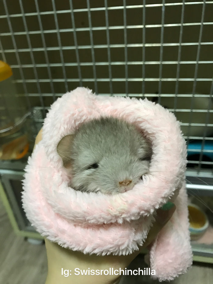 Anyone Wants A Chinchilla Swissroll?