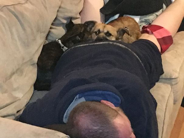 "no...we Don't Need Another Dog!"