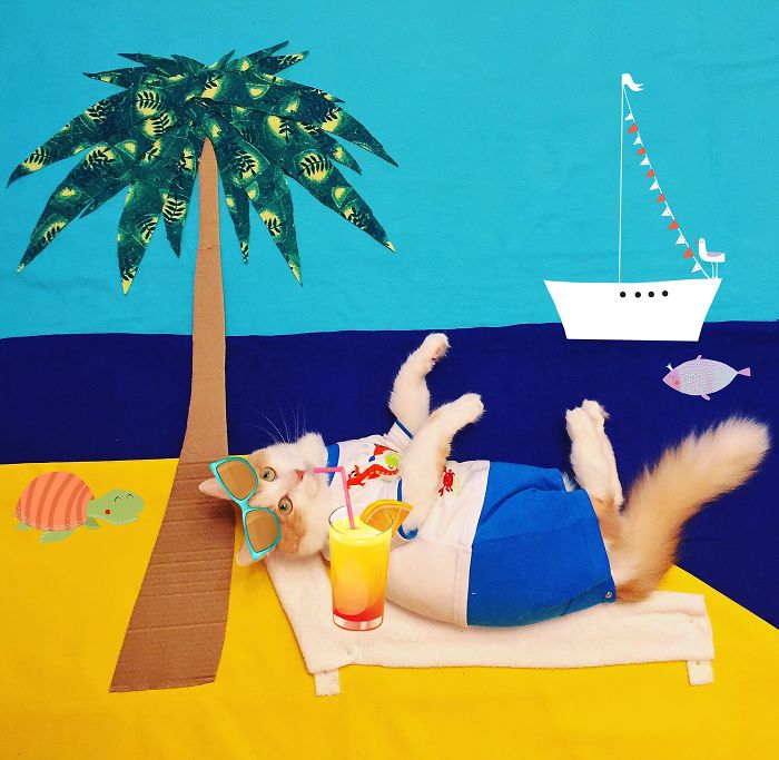 Stories About The Adventures Of A Cat