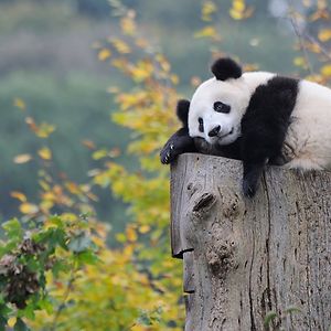 birdmomisthebest avatar