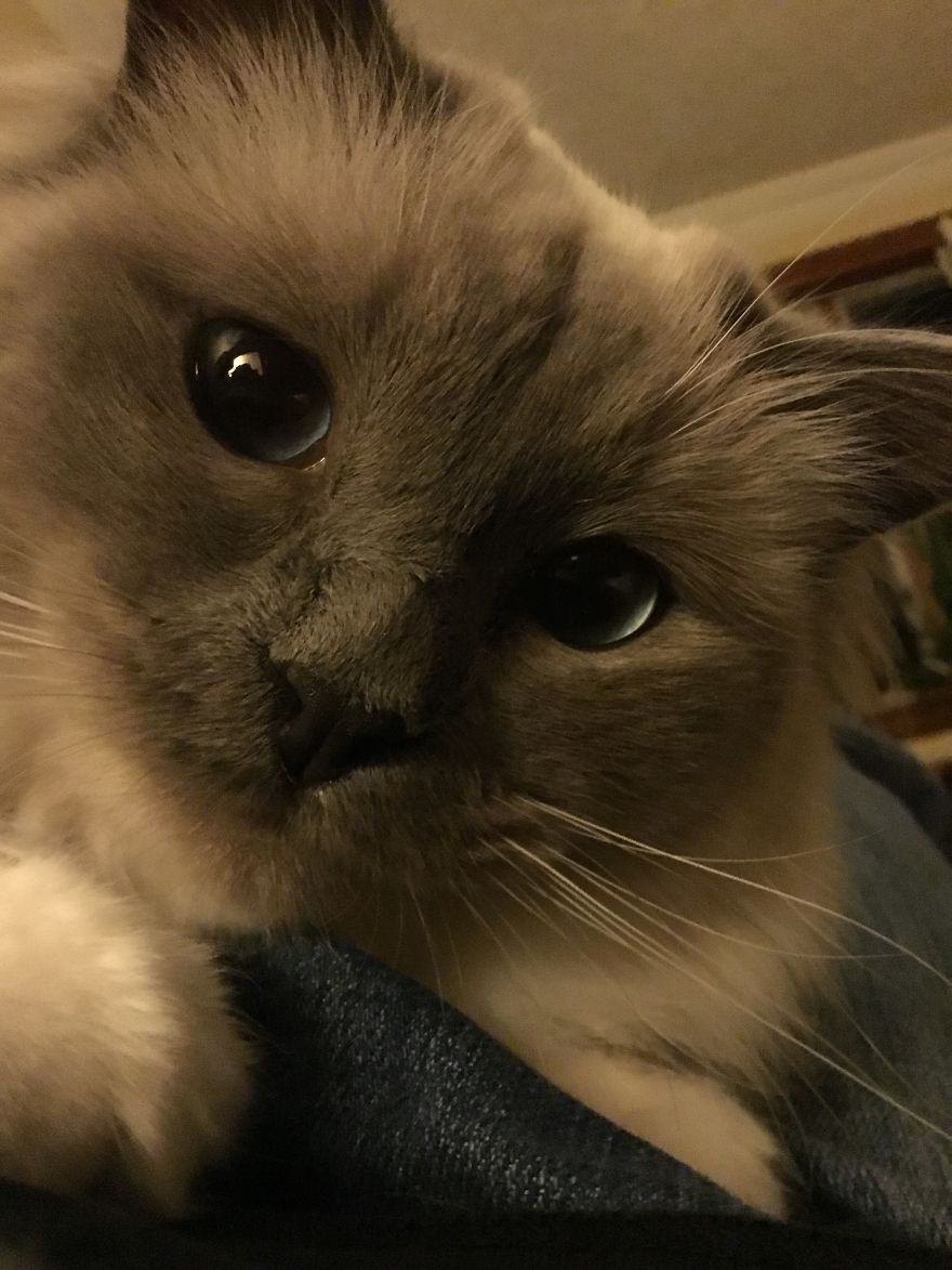 Mr. Newt Enjoys Being Mezmo.