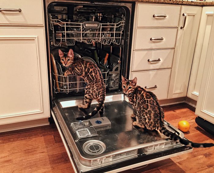 Bengal Siblings Living The Dream