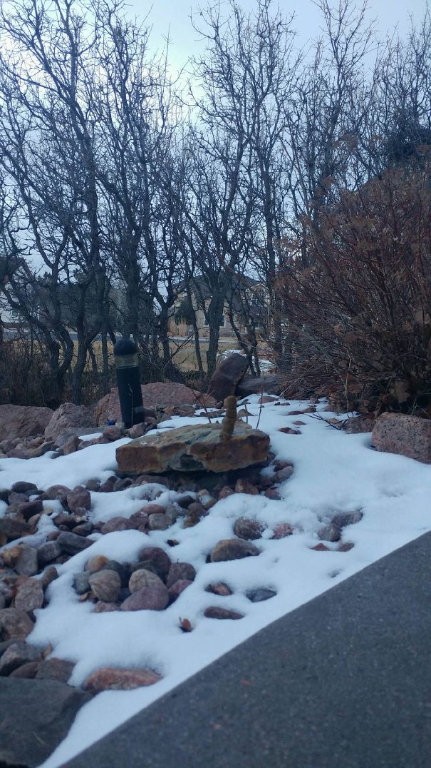 Dog Made A Work Of Art On The Rock