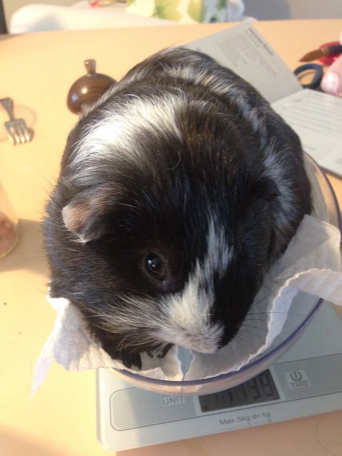 Gilbert Before Being Called A Good Boy.