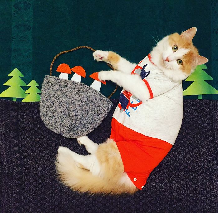 Stories About The Adventures Of A Cat