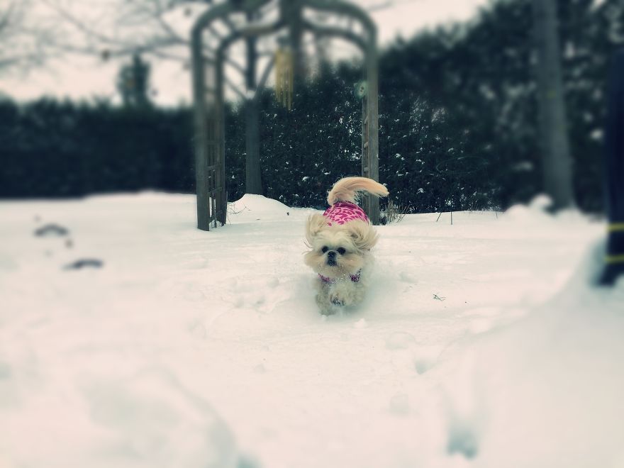 Dog Walker Captures Her Dogs Having Fun In A Snowy Canada