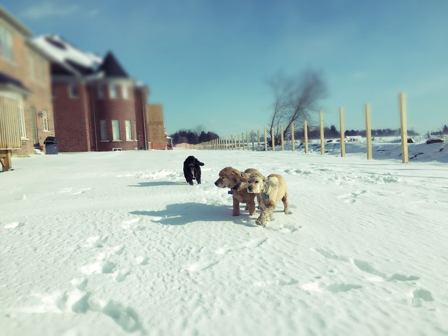 Dog Walker Captures Her Dogs Having Fun In A Snowy Canada
