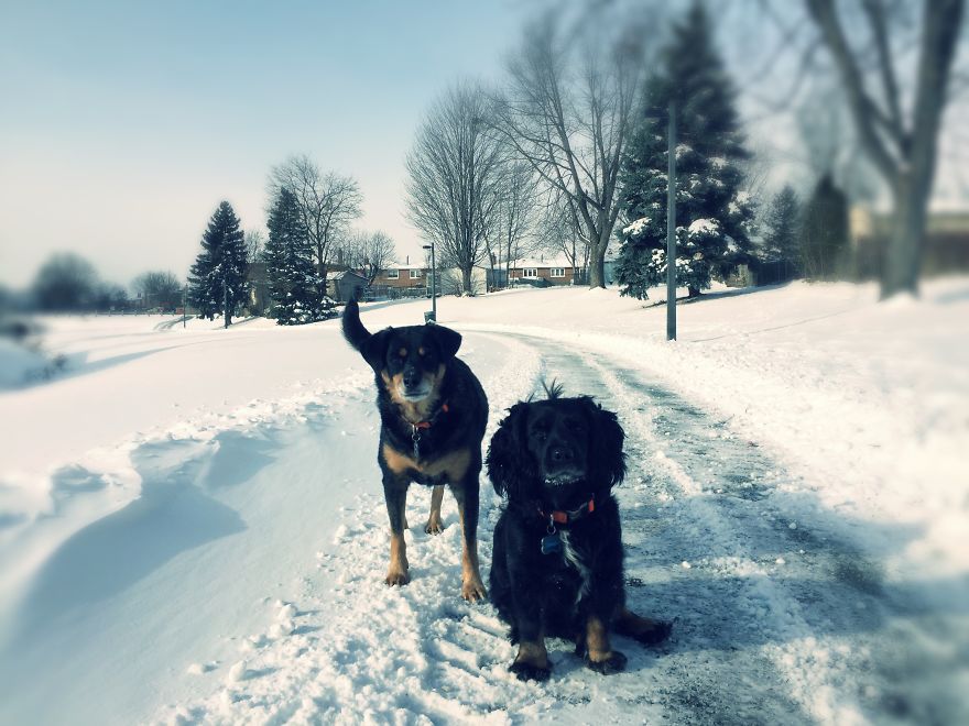 Dog Walker Captures Her Dogs Having Fun In A Snowy Canada