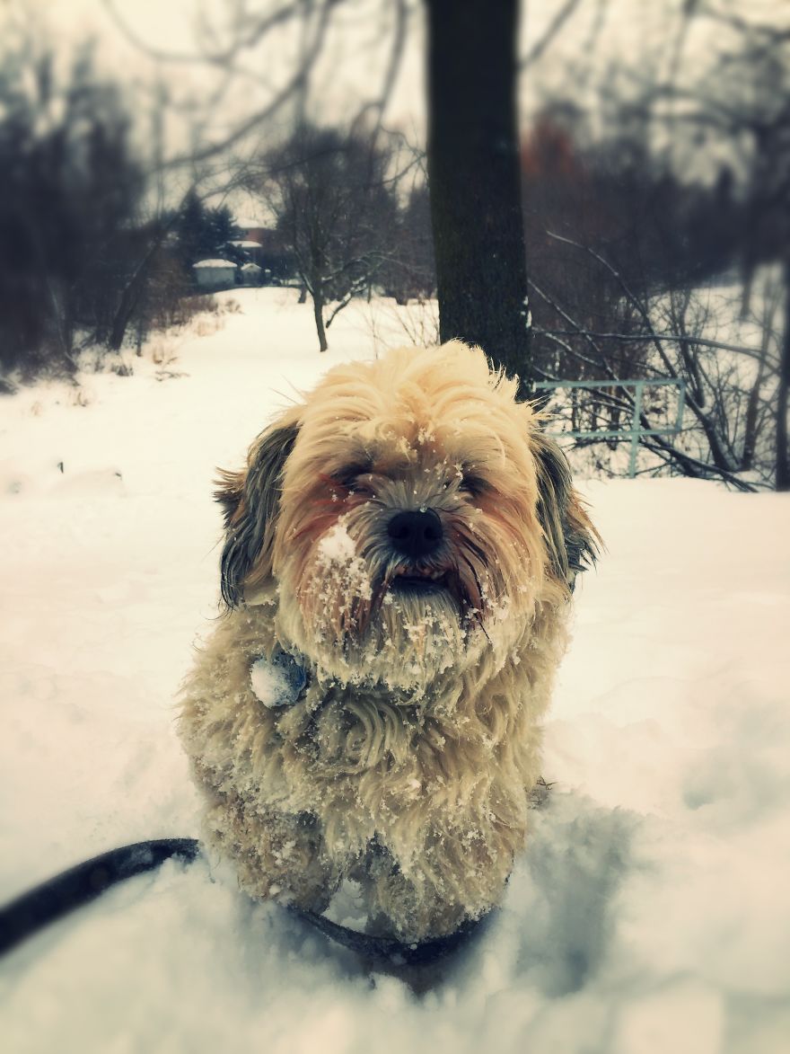 Dog Walker Captures Her Dogs Having Fun In A Snowy Canada