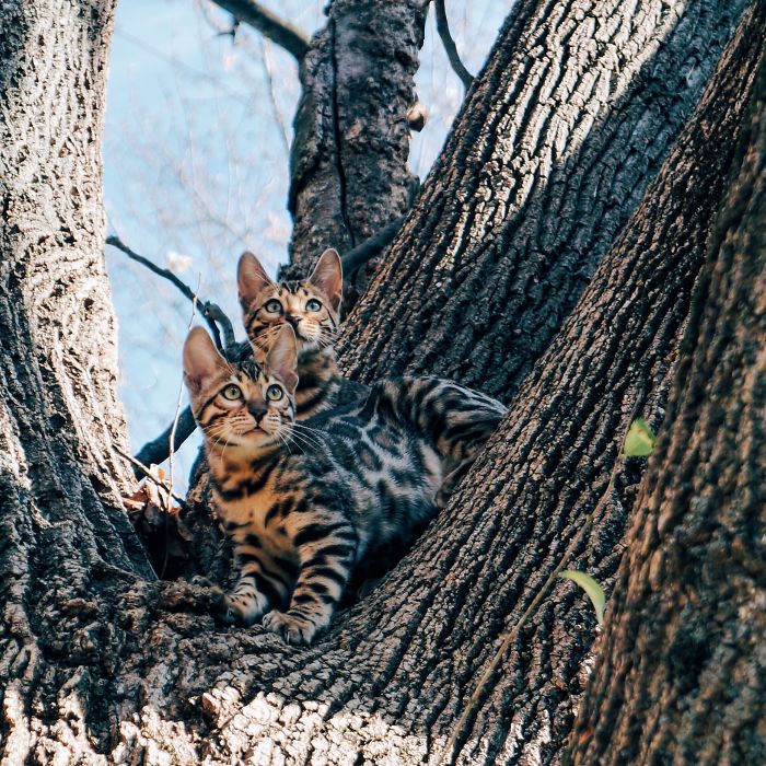 Bengal Siblings Living The Dream