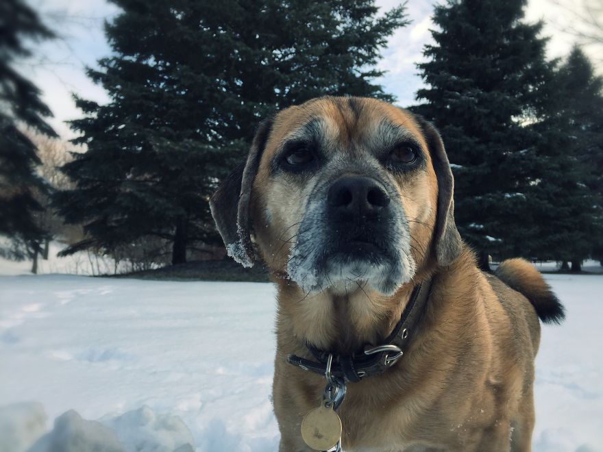 Dog Walker Captures Her Dogs Having Fun In A Snowy Canada