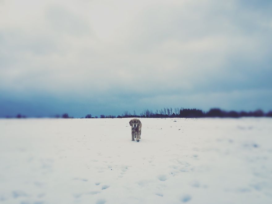 Dog Walker Captures Her Dogs Having Fun In A Snowy Canada