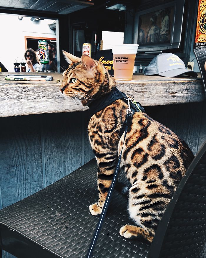 Bengal Siblings Living The Dream