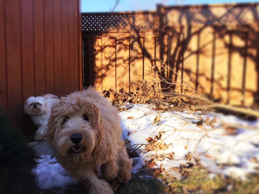 Dog Walker Captures Her Dogs Having Fun In A Snowy Canada
