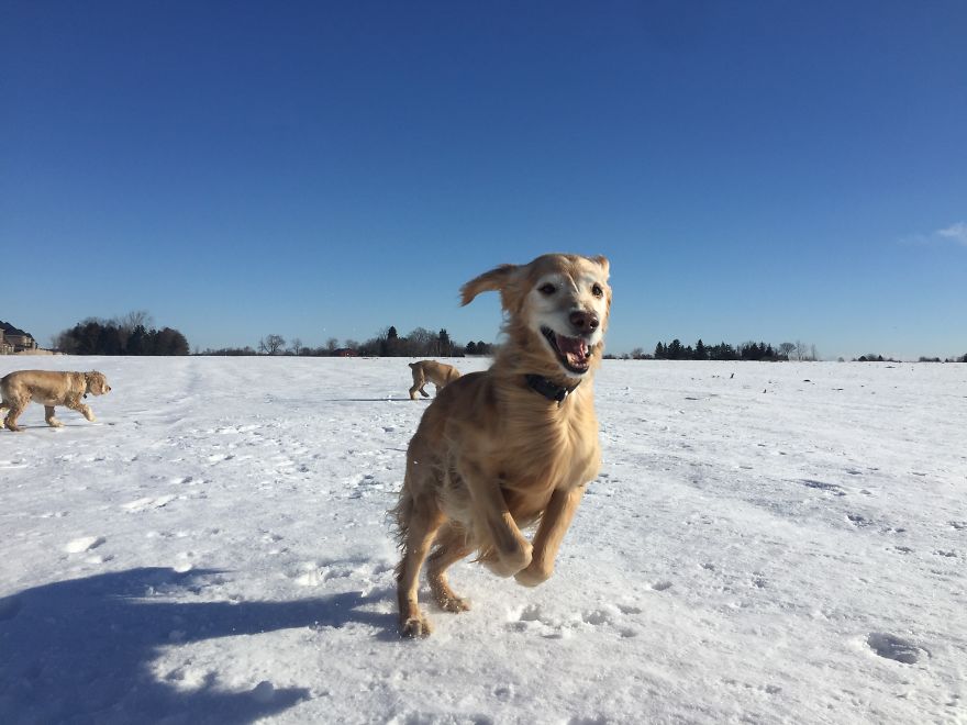 Dog Walker Captures Her Dogs Having Fun In A Snowy Canada