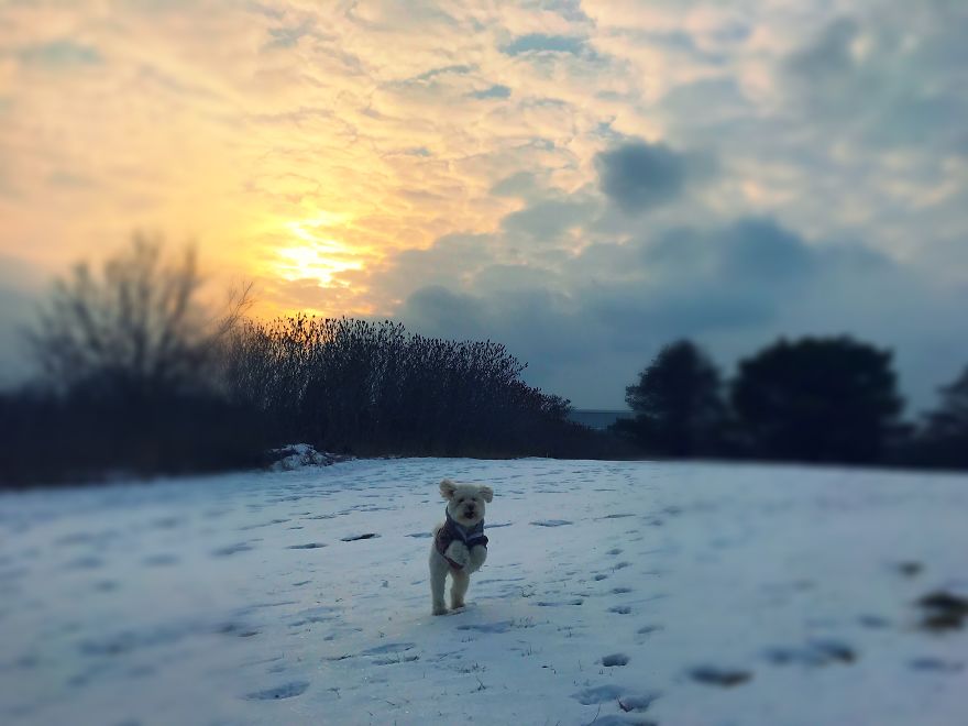 Dog Walker Captures Her Dogs Having Fun In A Snowy Canada